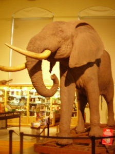 Elefante_Museo Nacional de Ciencias Naturales